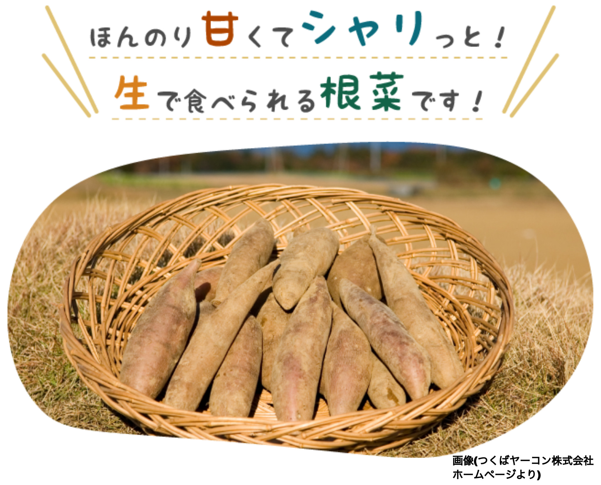 ヤーコン つくばヤーコン株式会社 様 Futashiba248 ヤーコン つくばヤーコン株式会社 様 Futashiba248