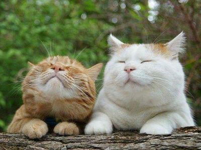 持っているだけで癒やされる 猫ちゃんシリーズ 哀愁を感じる猫 オリジナルスマホケース アトリエ 英 オリジナルスマホケース 持っているだけで癒やされる 猫ちゃんシリーズ 哀愁を感じる猫 オリジナルスマホケース アトリエ 英 オリジナルスマホケース