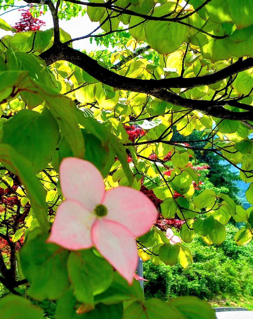 淡いピンク色のヤマボウシも ぬくもり工房木の香