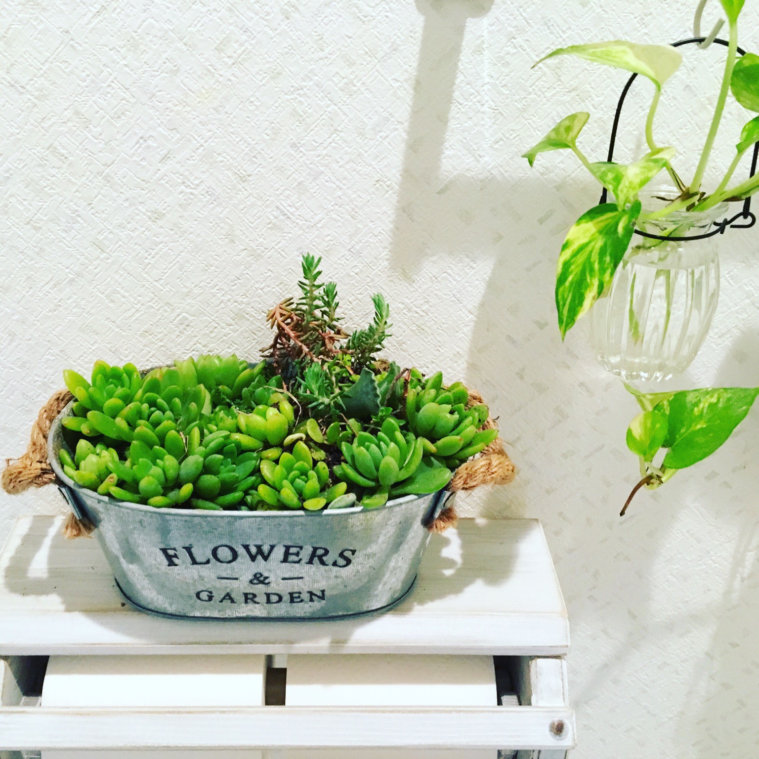 今日は多肉植物です Creast 今日は多肉植物です Creast