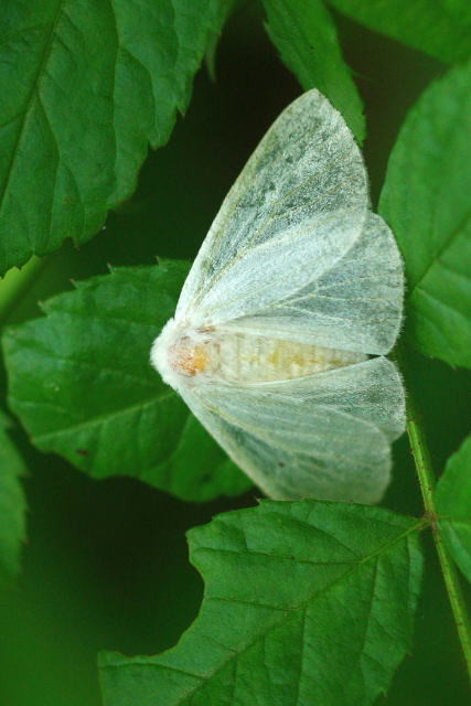 ホバリング中の出会い 47 アトリエ オスプレイ