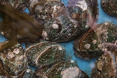 驚きは突然に 舫 Moyai