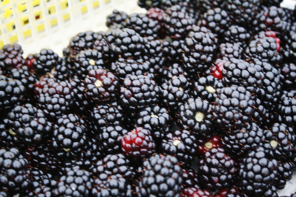 日本では 家庭の庭に少しだけ 日本の果樹農園からほとんど姿を消してしまったブラックベリー Cshands