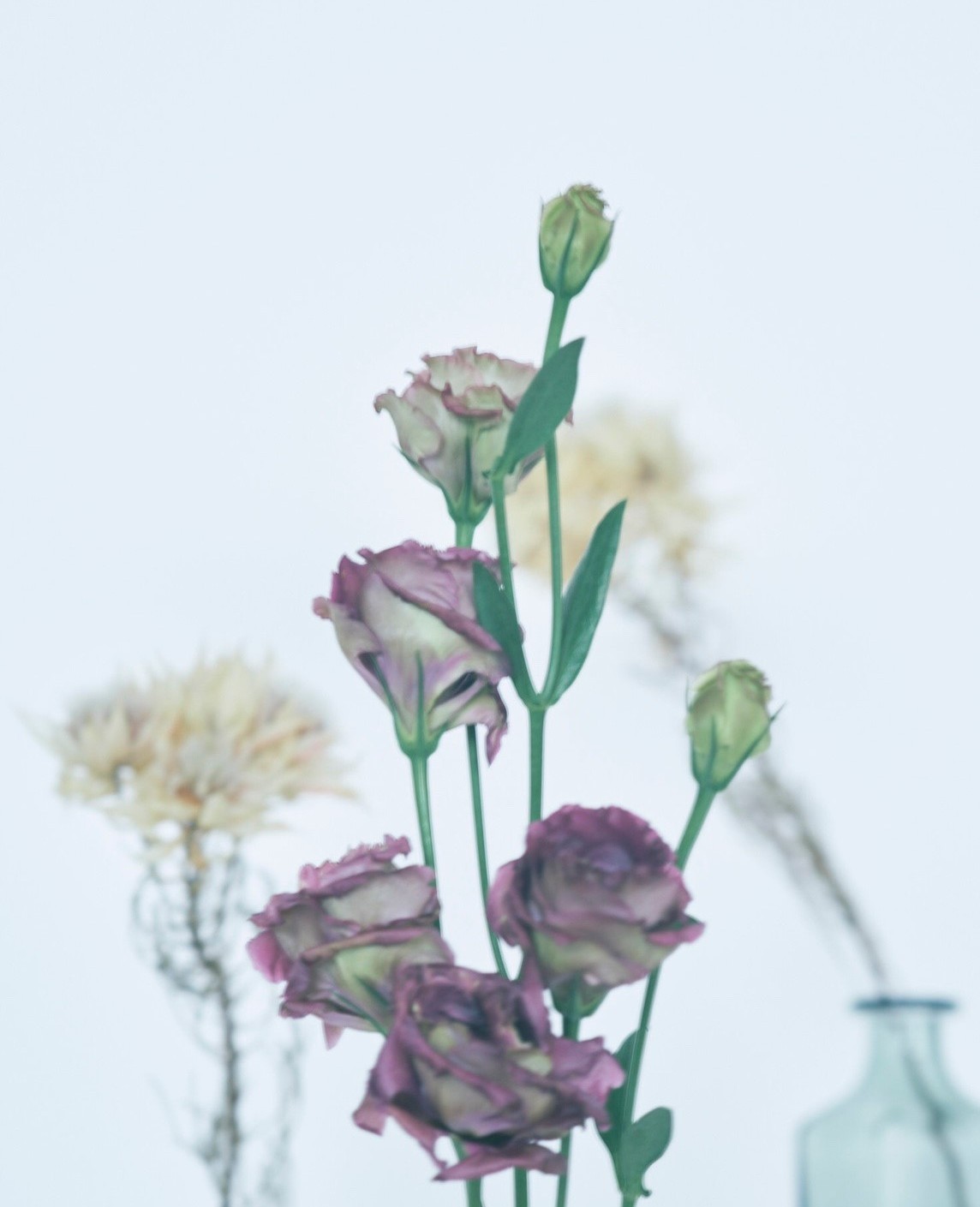 植物図鑑 トルコキキョウ 花咲 はなえみ 植物図鑑 トルコキキョウ 花咲 はなえみ