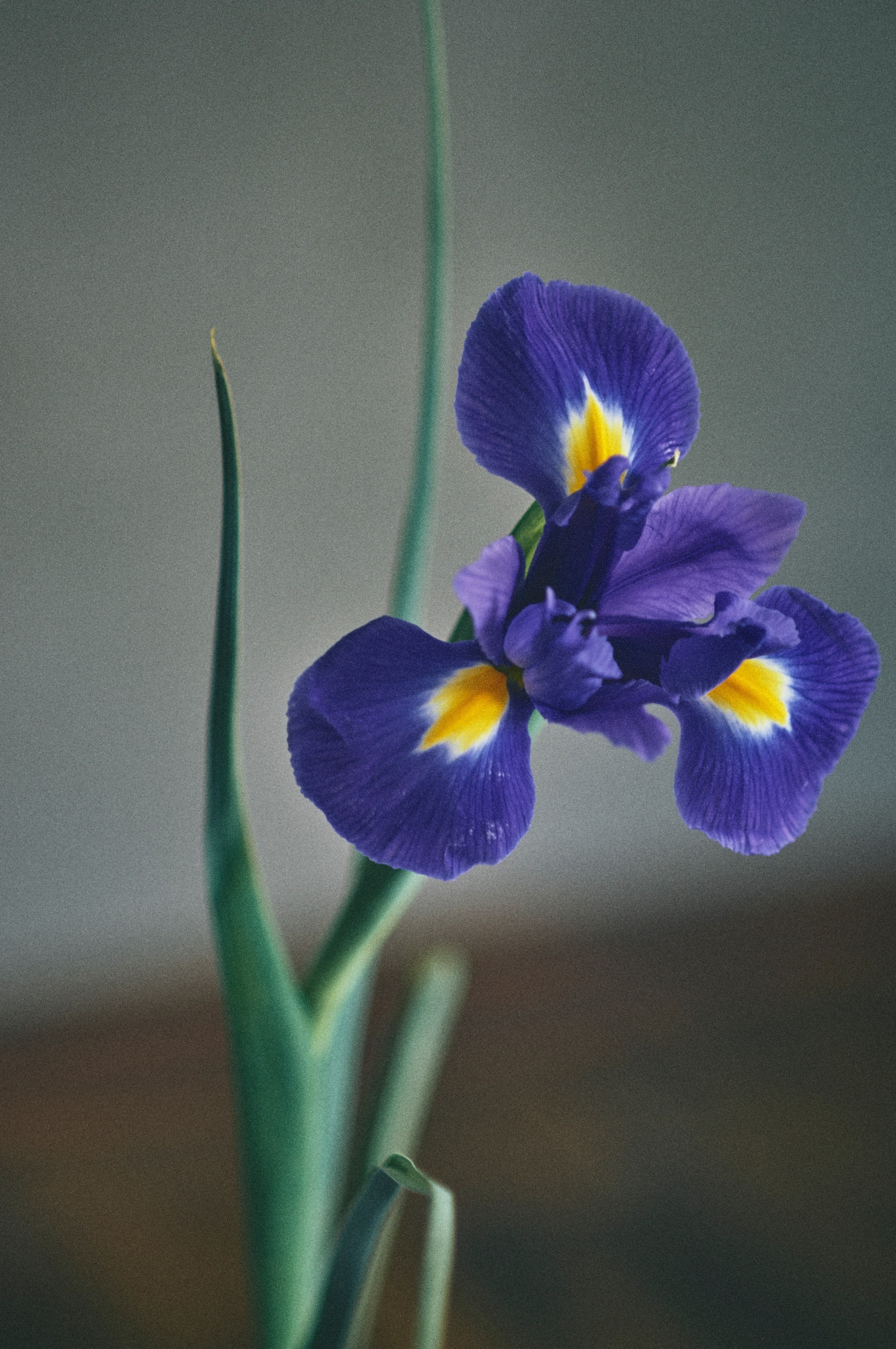 植物図鑑 アイリス 花咲 はなえみ 植物図鑑 アイリス 花咲 はなえみ