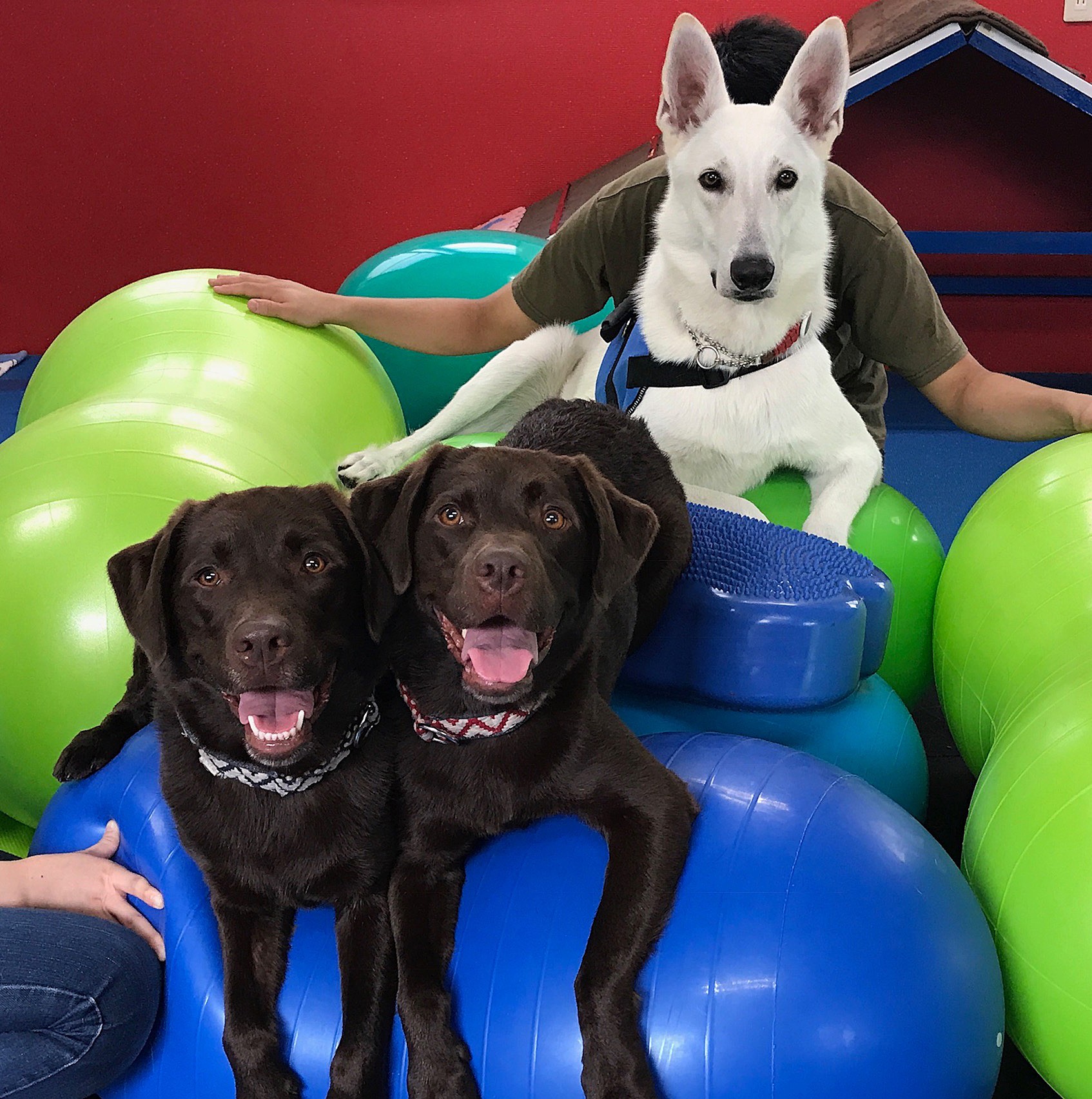 犬のバランスボール フィットネスのメリットとは K9 Flexiness Fitness 犬のバランスボール フィットネスのメリットとは K9 Flexiness Fitness
