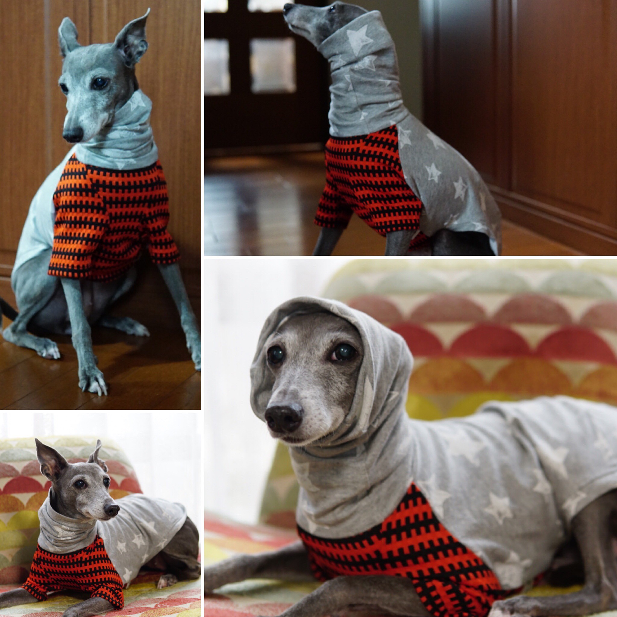 Blog イタグレのための犬服屋さんgarce ガルス