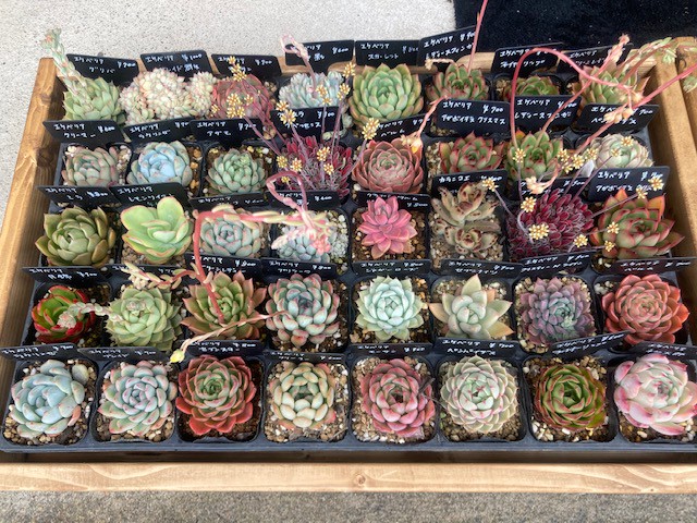 多肉植物の展示即売です Hotstyle Toyooka