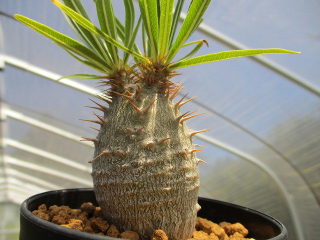 14 8播種のグラキリス 実生日記 Kassaiplants