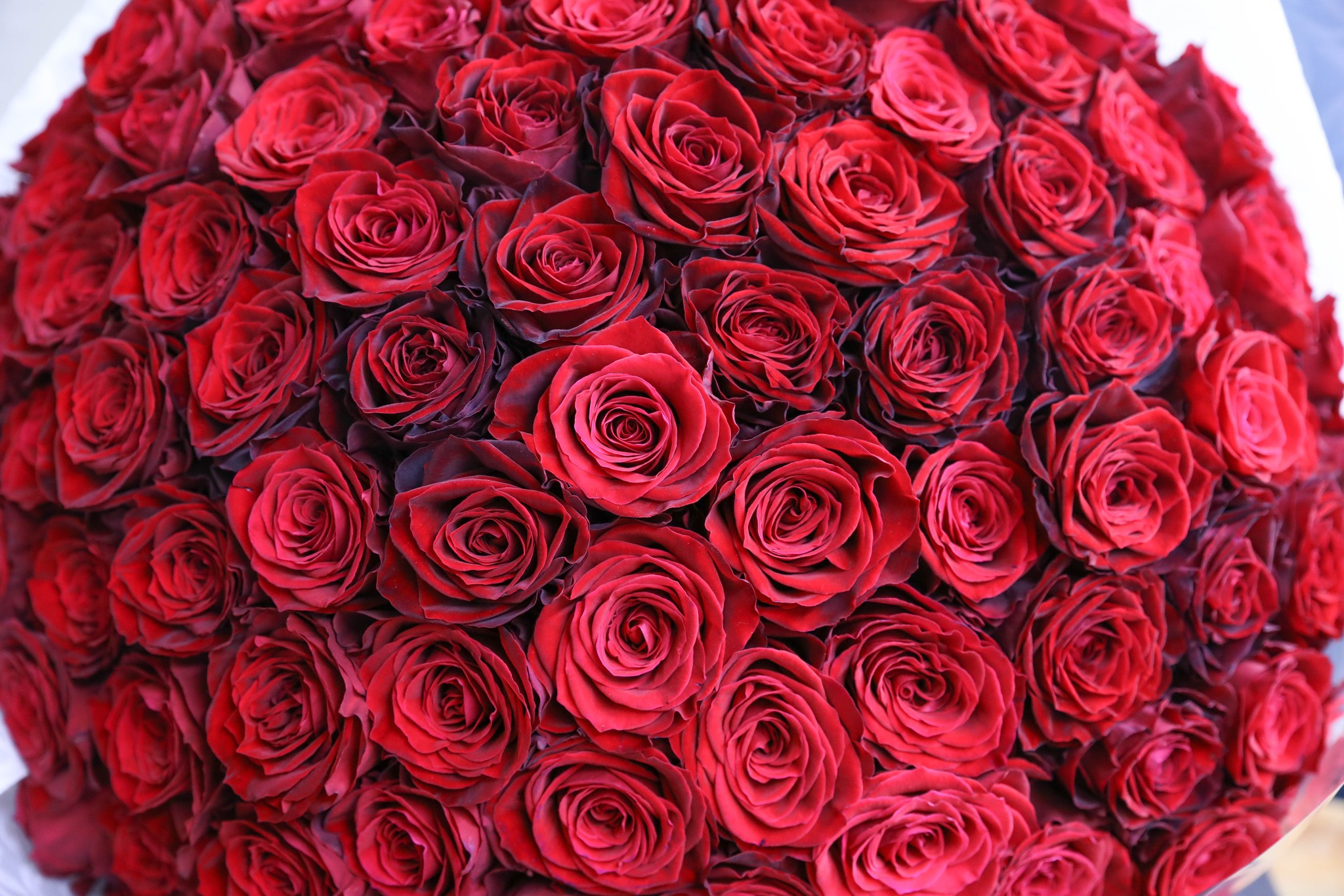 プロポーズに贈るバラ100本の花束 制作動画 2020 03 14撮影 100本のバラ専門店