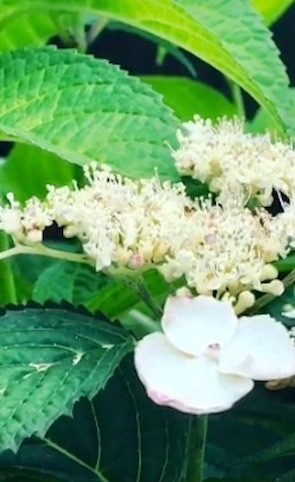カマキリさん のサイン 宇宙とつながり 自然と調和し 素材の音色をデザインする Aprie13 カマキリさん のサイン 宇宙とつながり 自然と調和し 素材の音色をデザインする Aprie13