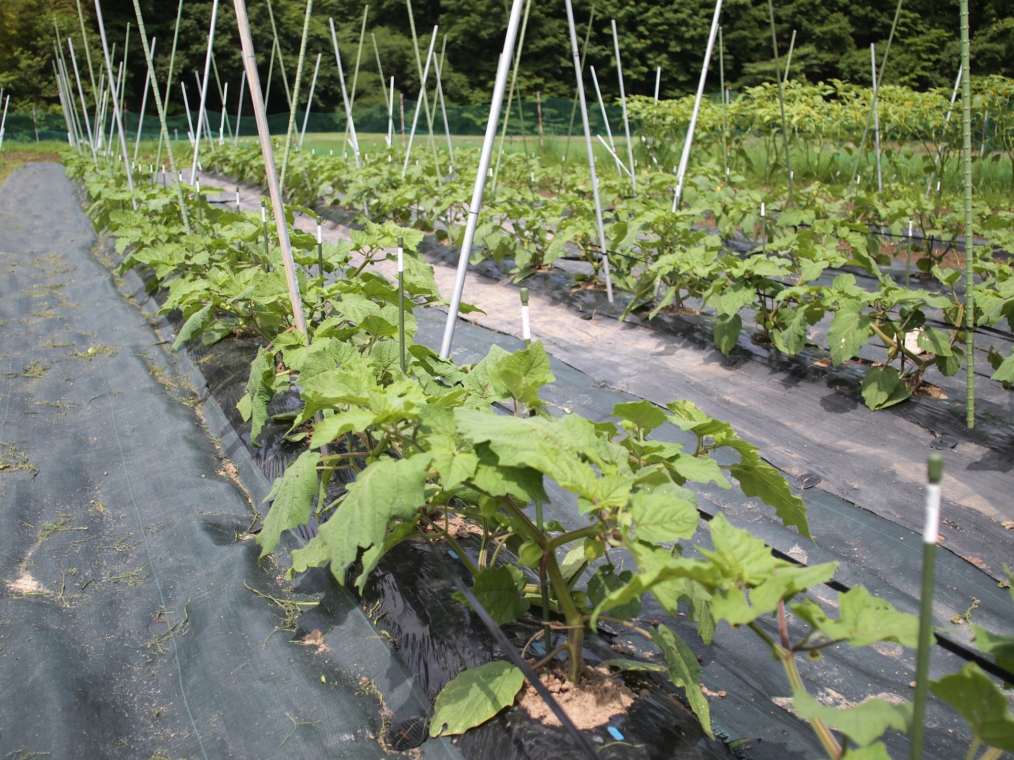 結農実worksほおずき圃場 Organic Life 結農実works 高萩ほおずき 結農実worksほおずき圃場 Organic Life 結農実works 高萩ほおずき