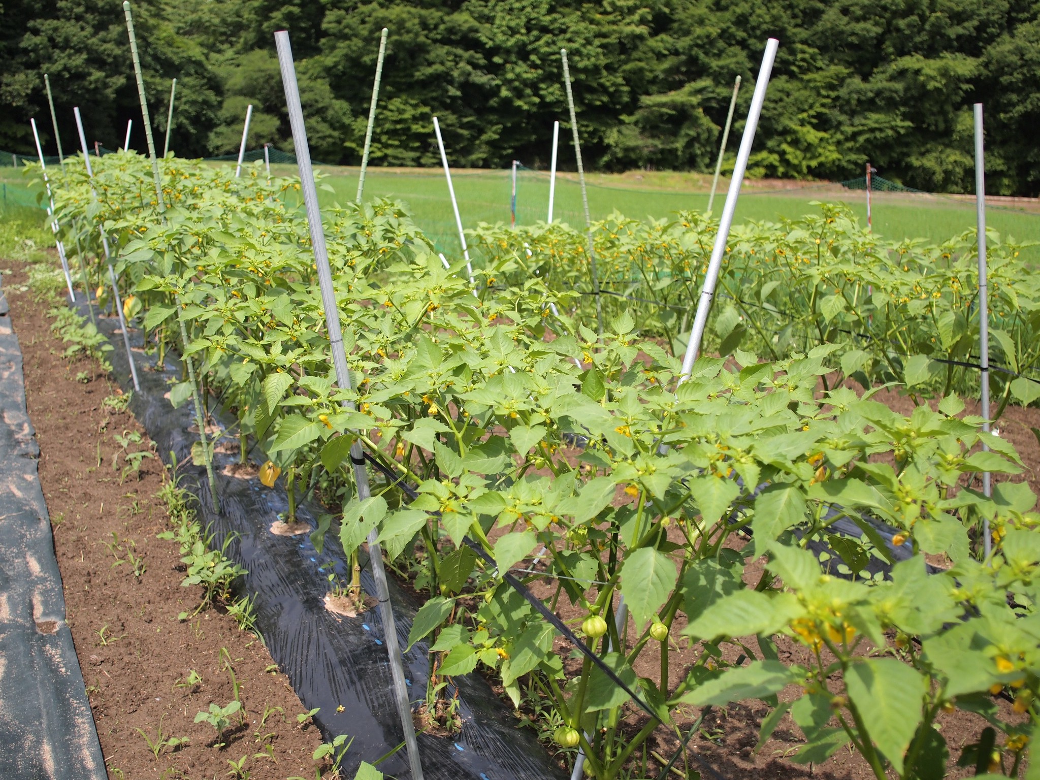 結農実worksほおずき圃場 Organic Life 結農実works 高萩ほおずき 結農実worksほおずき圃場 Organic Life 結農実works 高萩ほおずき