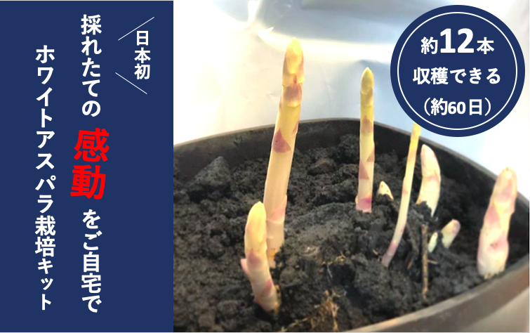 ホワイトアスパラ栽培キット予約受付開始しました 三右エ門ーsannimonー