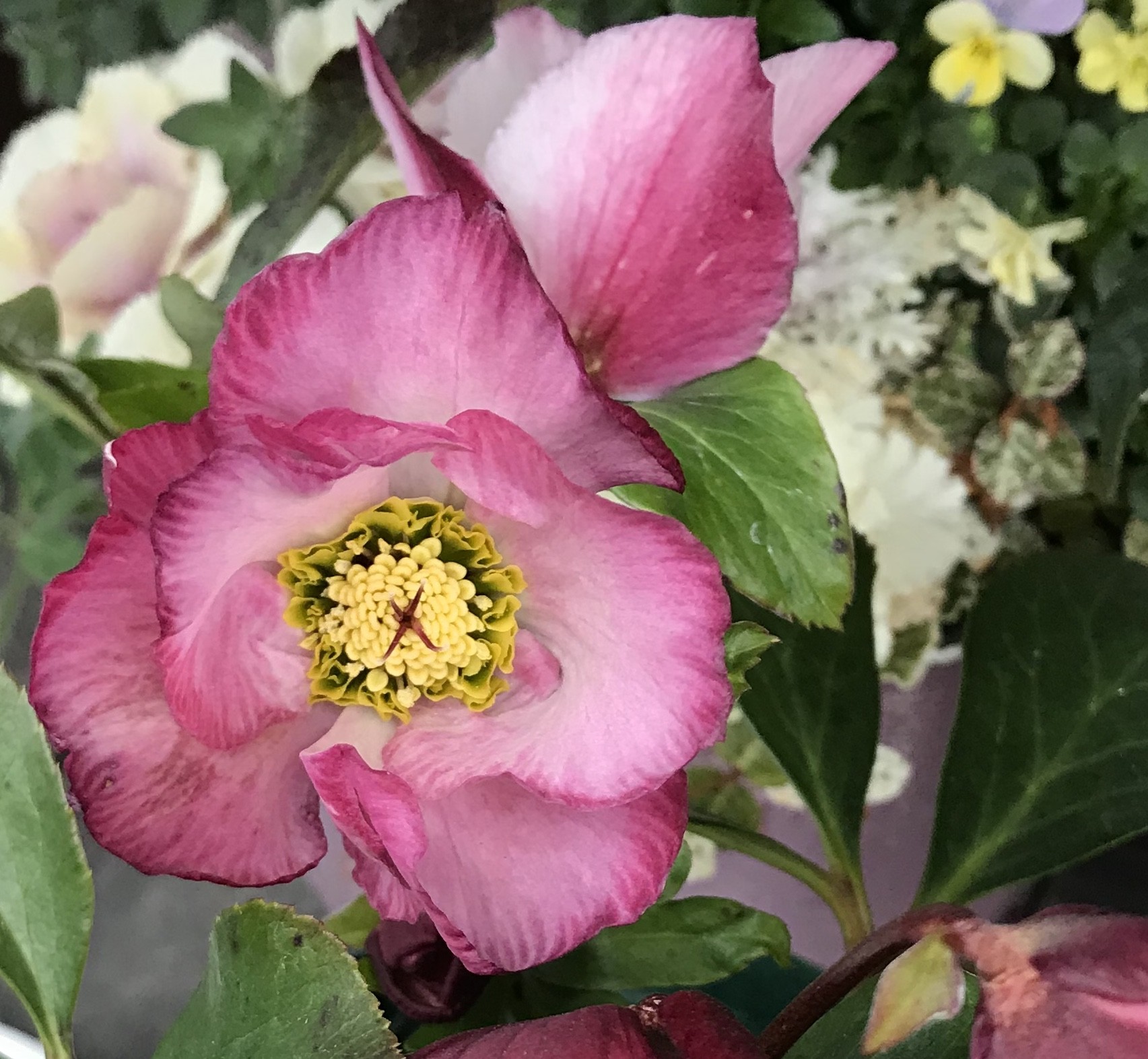 クリスマスローズ ｍerak メラク 寄せ植え ガーデニング