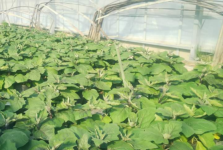 あいち伝統野菜の苗を販売します やさいやみかど