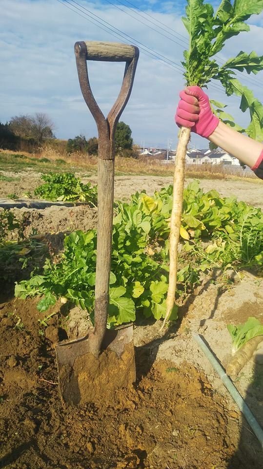 あいちの伝統野菜 って おもしろい やさいやみかど あいちの伝統野菜 って おもしろい やさいやみかど