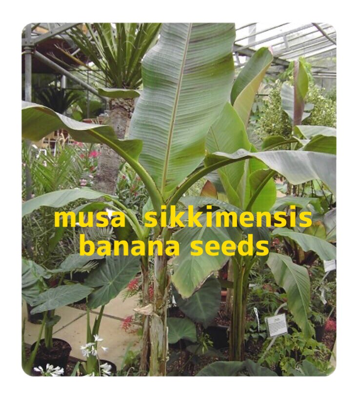 バナナの木 絶対オススメ ダージリンバナナ 南国のタネときどき苗