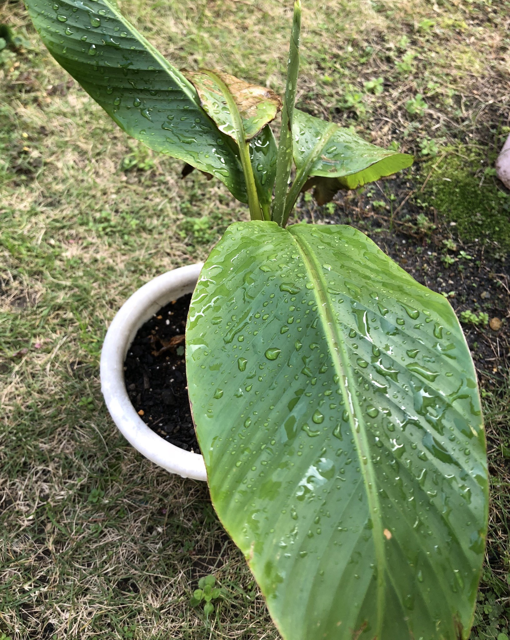 ピンクバナナの発芽苗 その後の成長 南国のタネときどき苗 ピンクバナナの発芽苗 その後の成長 南国のタネときどき苗