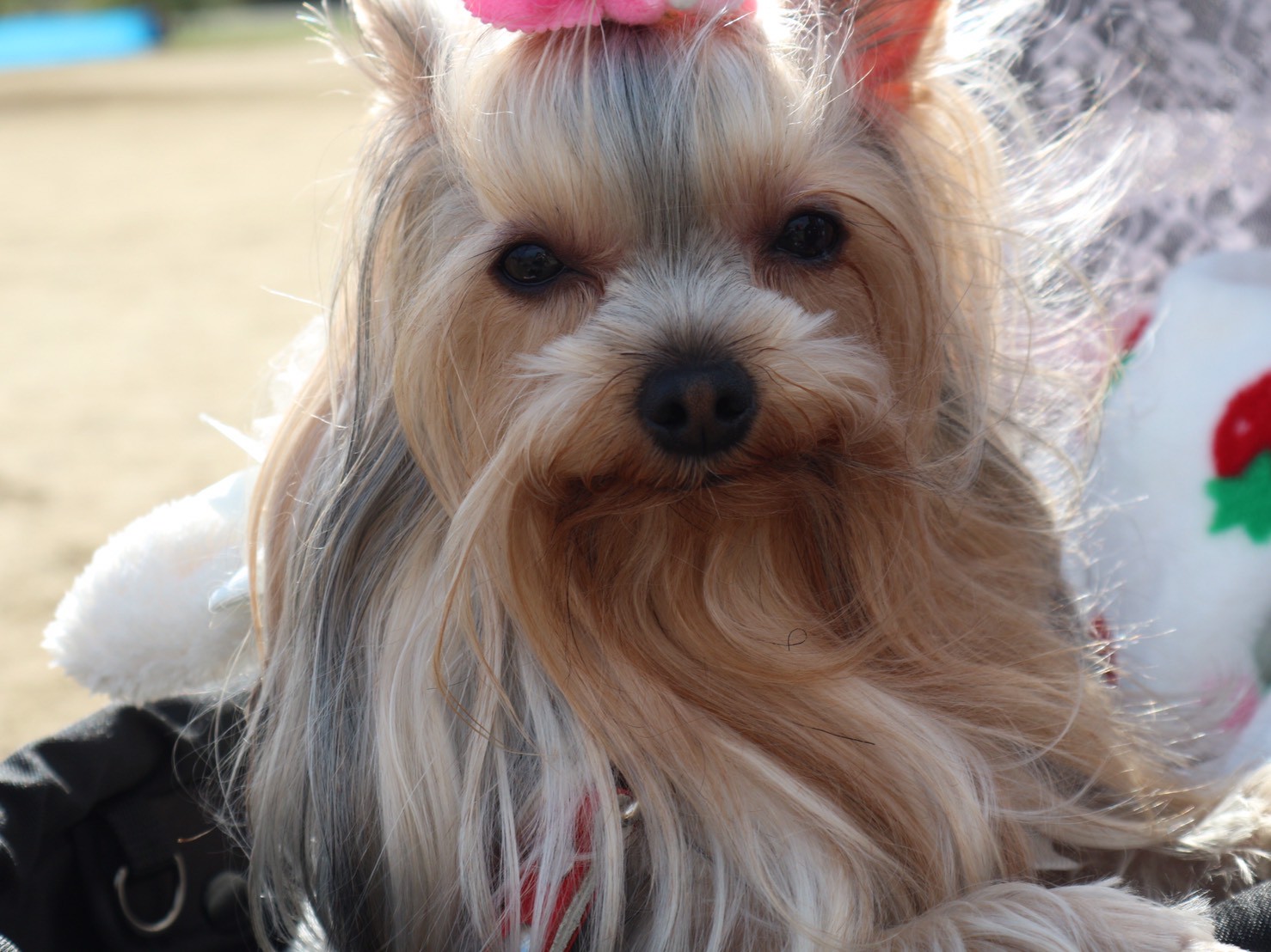 神秘の花 月桃につて 月桃が動物に良い理由 Pet Grand Ashiya 愛犬愛猫にやさしい石鹸 神秘の花 月桃につて 月桃が動物に良い理由 Pet Grand Ashiya 愛犬愛猫にやさしい石鹸