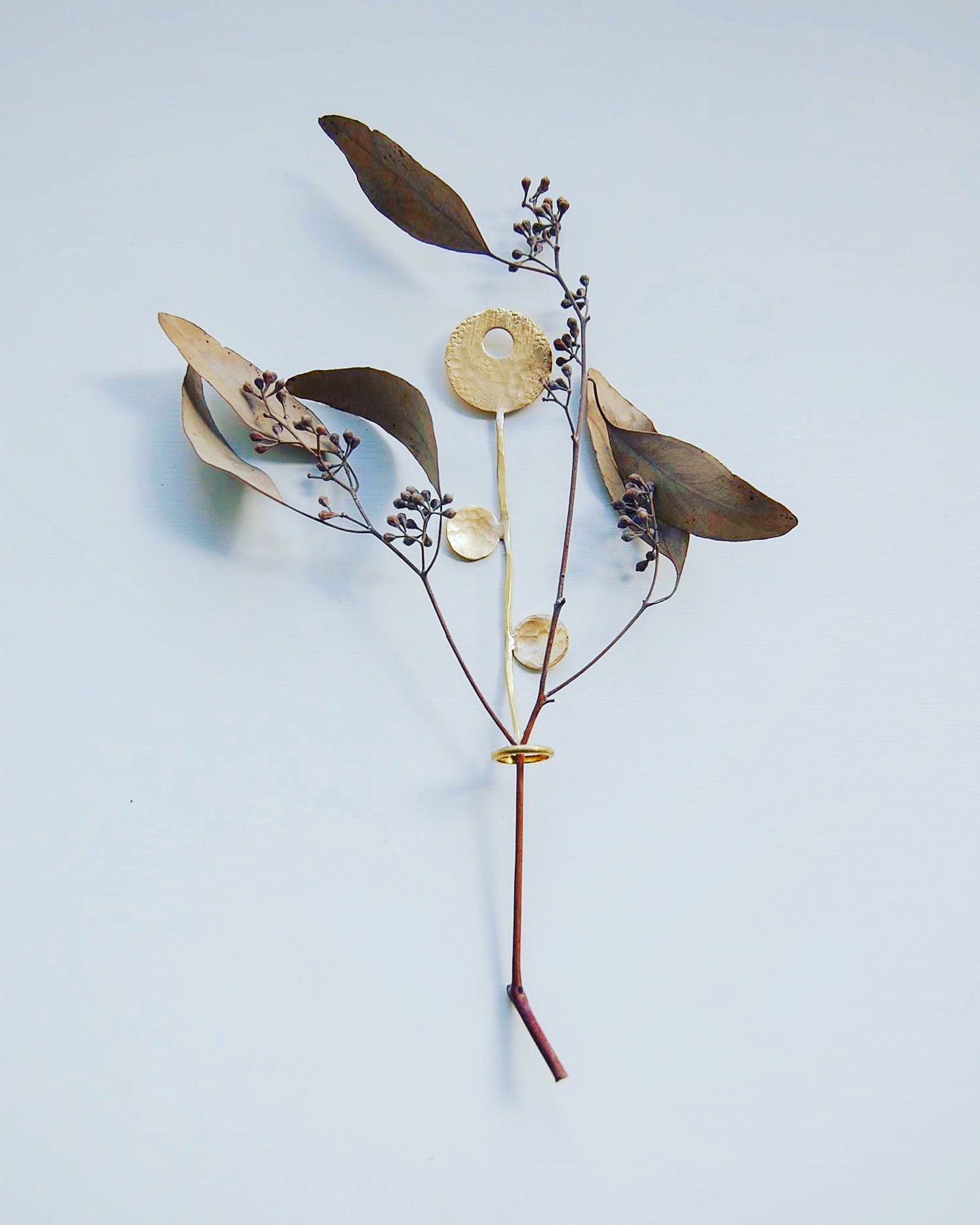 ユーカリはポプラスベリーの実付きが可愛い Umaretuki