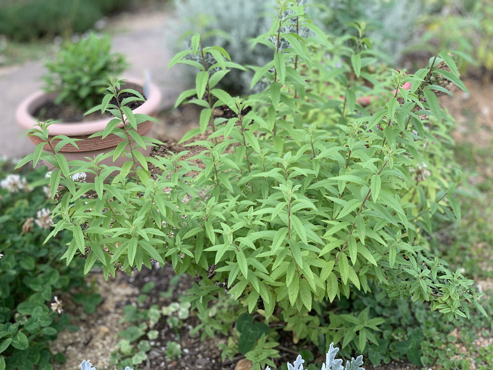 レモンバーベナ Hana Ichico ドライフラワー 雑貨 通販