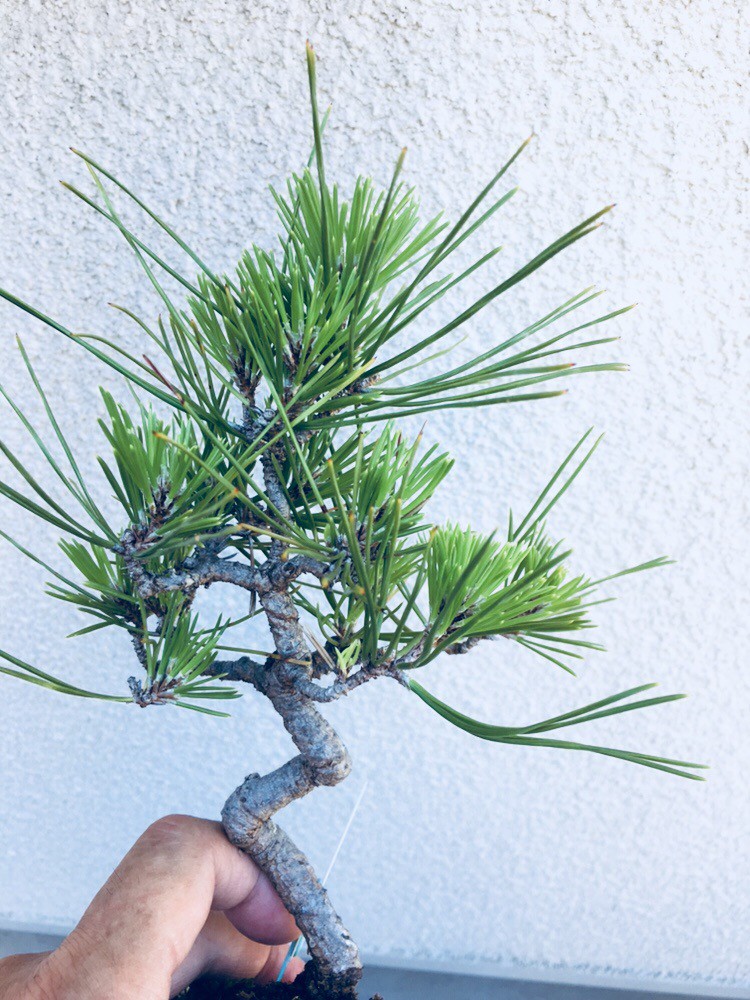 黒松の芽切り 盆栽工房 小枝と器