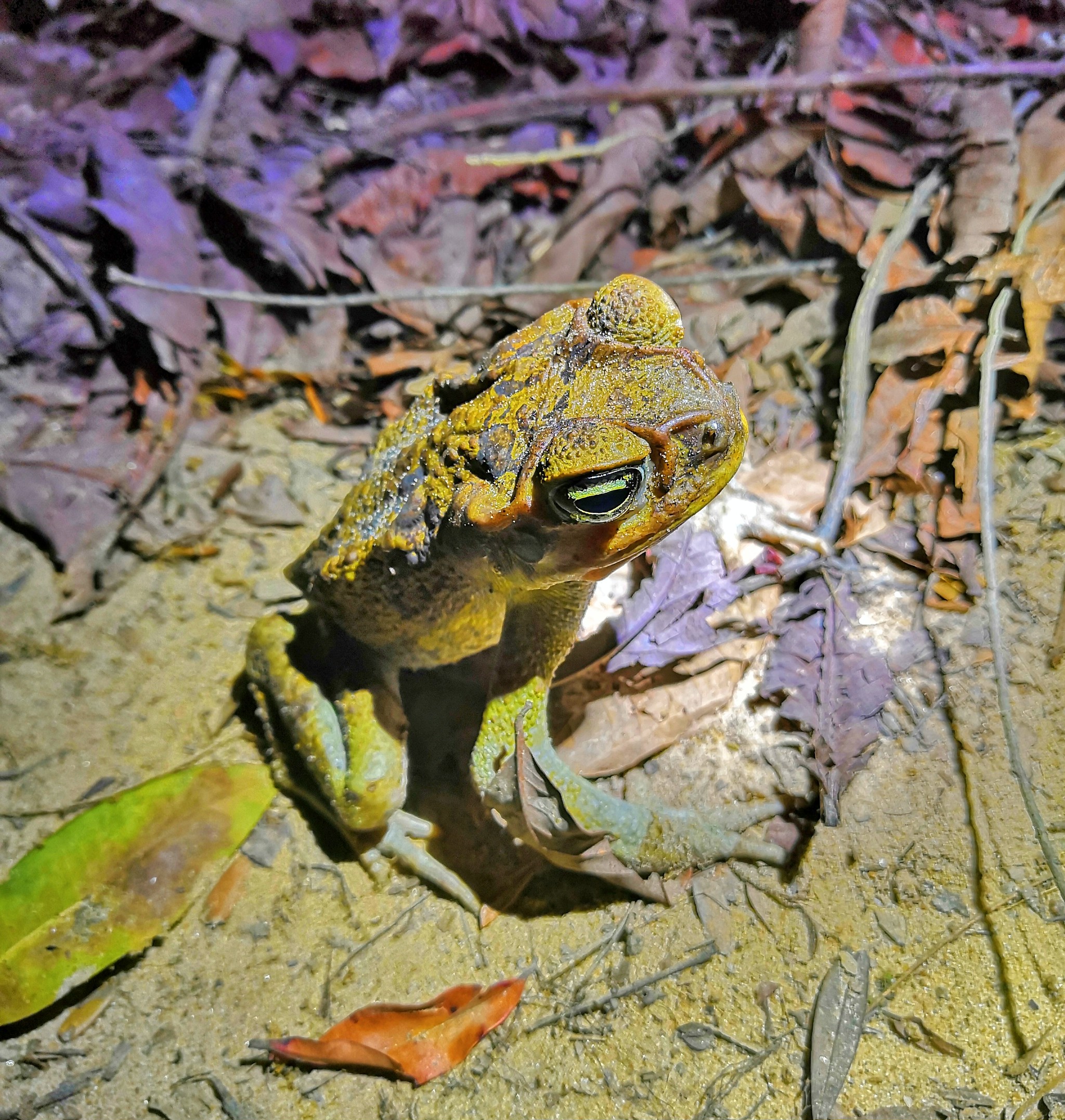 ガイアナ釣行 5日目 釣り4日目 Akamundi