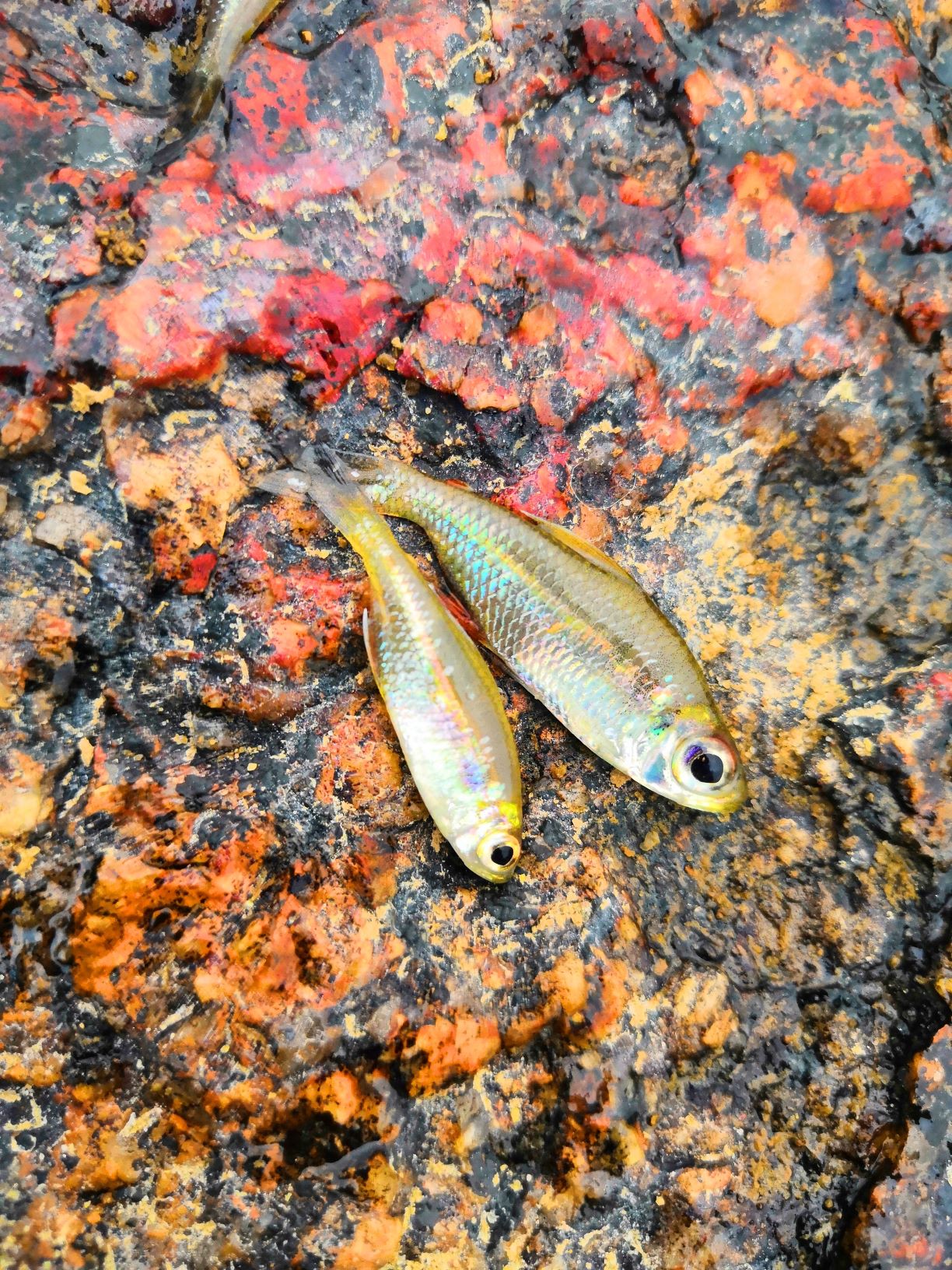 ガイアナ釣行 6日目 釣り5日目 Akamundi