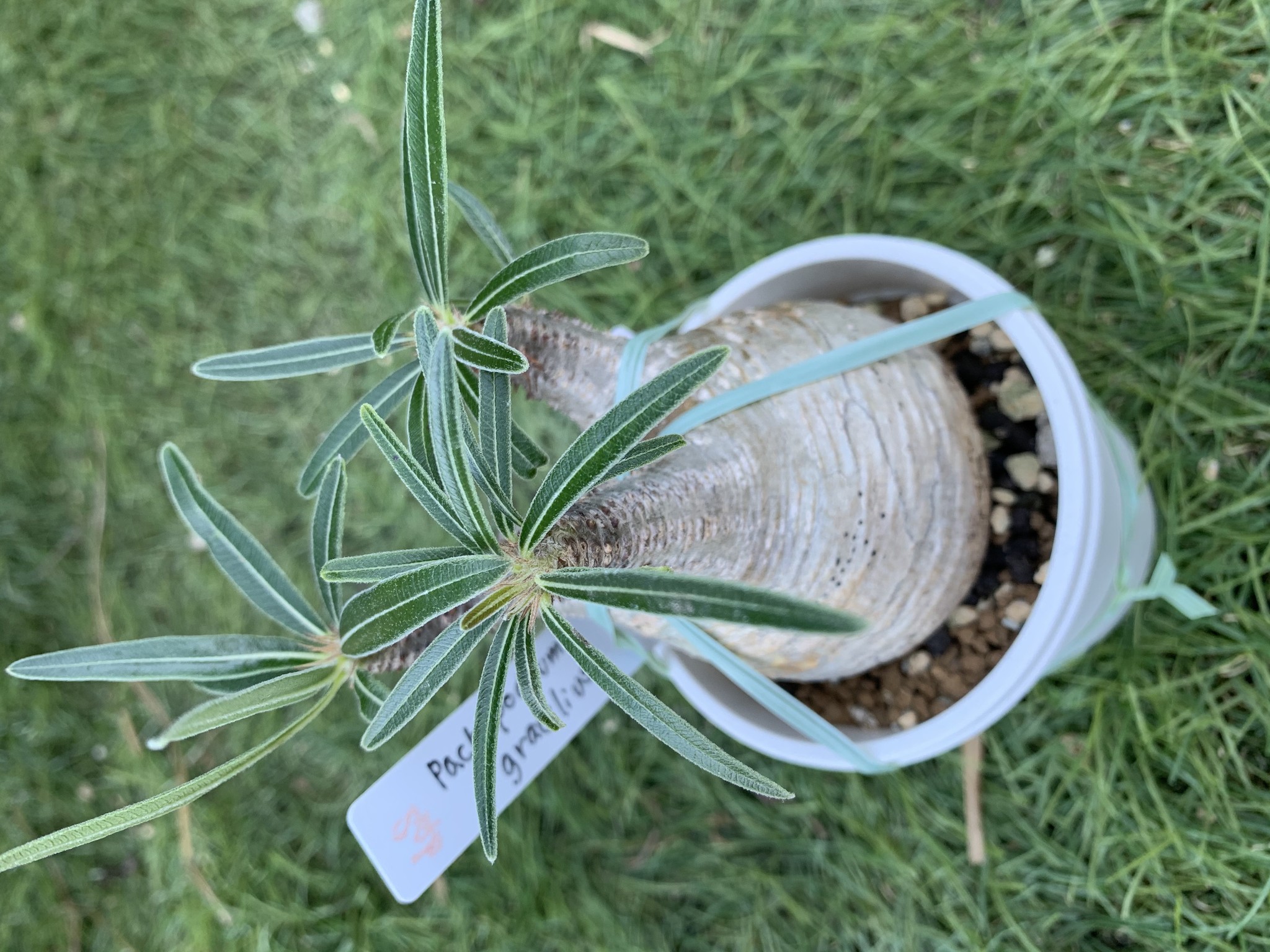 パキポディウムグラキリスセール ボタニカルキーケース コインケースモニター様募集 D Plants S