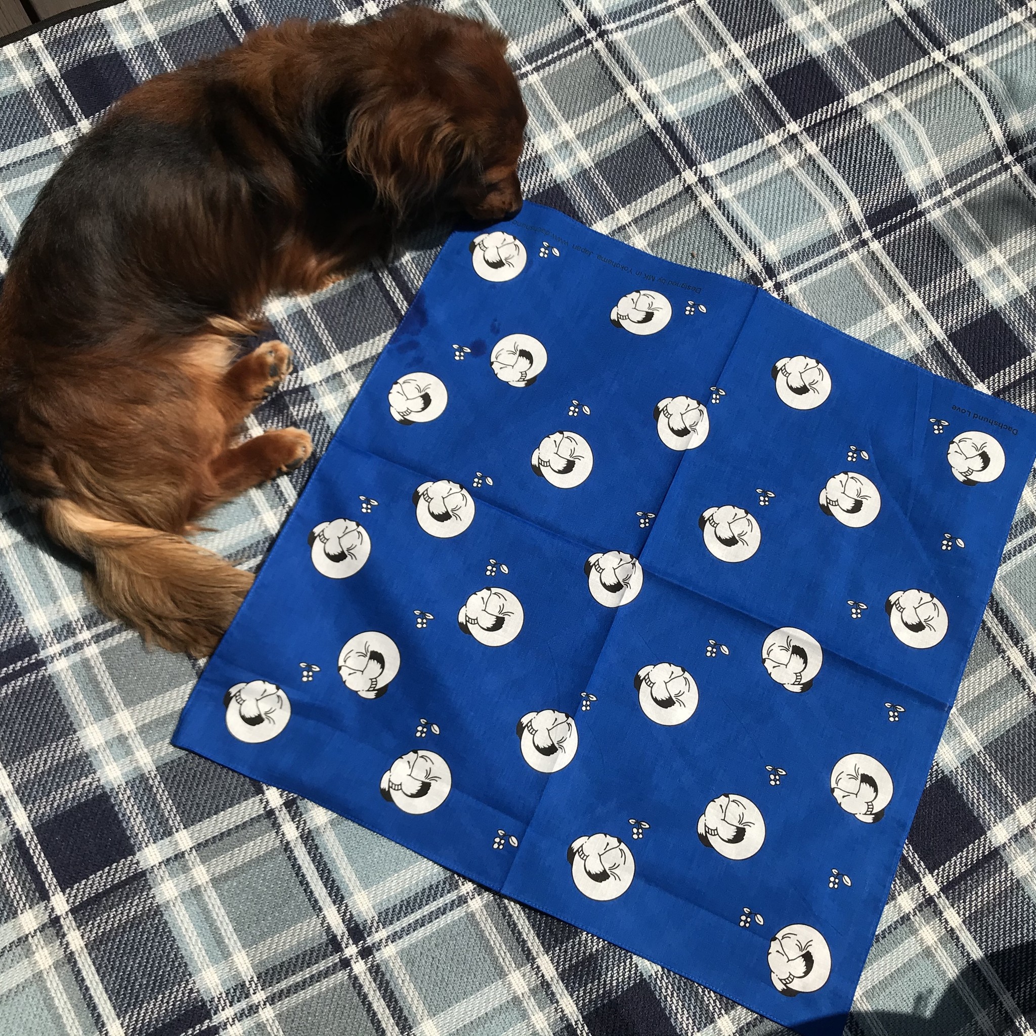青いバンダナつくりました Dachshund Design 青いバンダナつくりました Dachshund Design