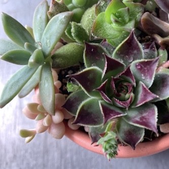 眺めるだけで癒される小さなデスクトップガーデン 多肉植物の寄植え Flat アートとインテリア雑貨のお店 眺めるだけで癒される小さなデスクトップガーデン 多肉植物の寄植え Flat アートとインテリア雑貨のお店