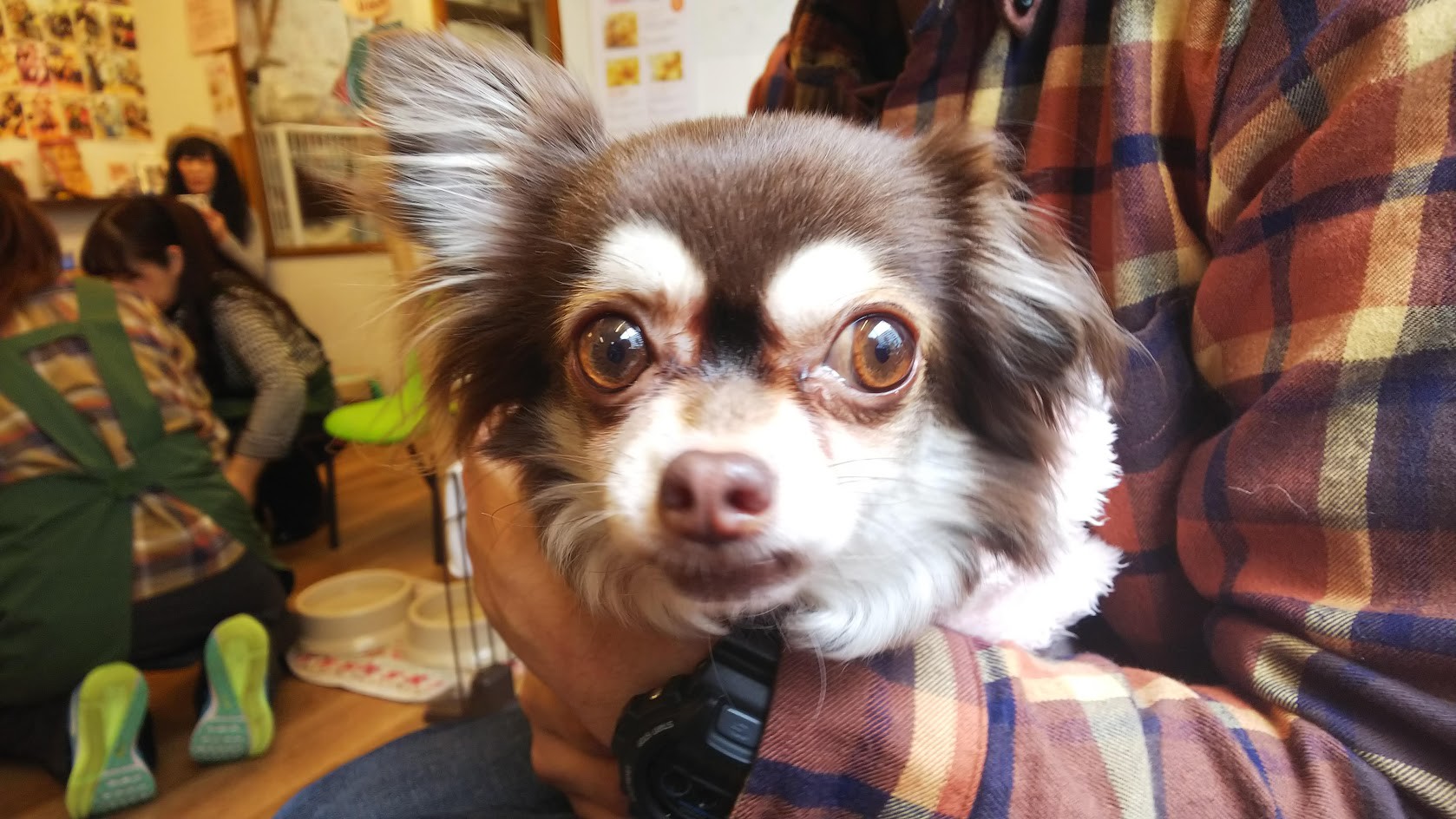 ペット肖像画始めました Petpic