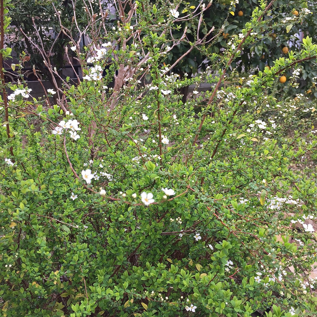 白い小花 Tsumibana
