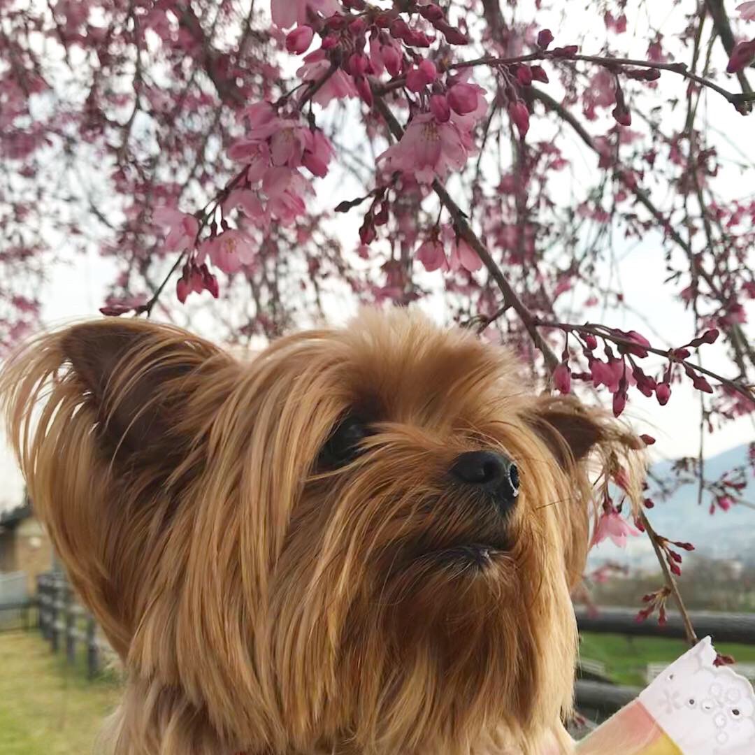 新元号 令和 ヨークシャーテリア オリジナル イラストiphoneケース Tony Dog Zakka ハンドメイド犬服と雑貨のお店 新元号 令和 ヨークシャーテリア オリジナル イラストiphoneケース Tony Dog Zakka ハンドメイド犬服と雑貨のお店
