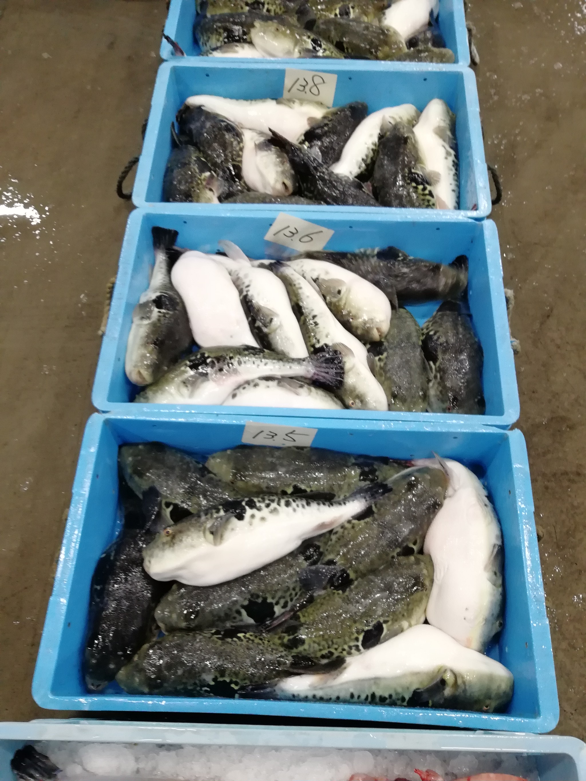 とらふぐさん 下関ふぐ老舗問屋 山西水産