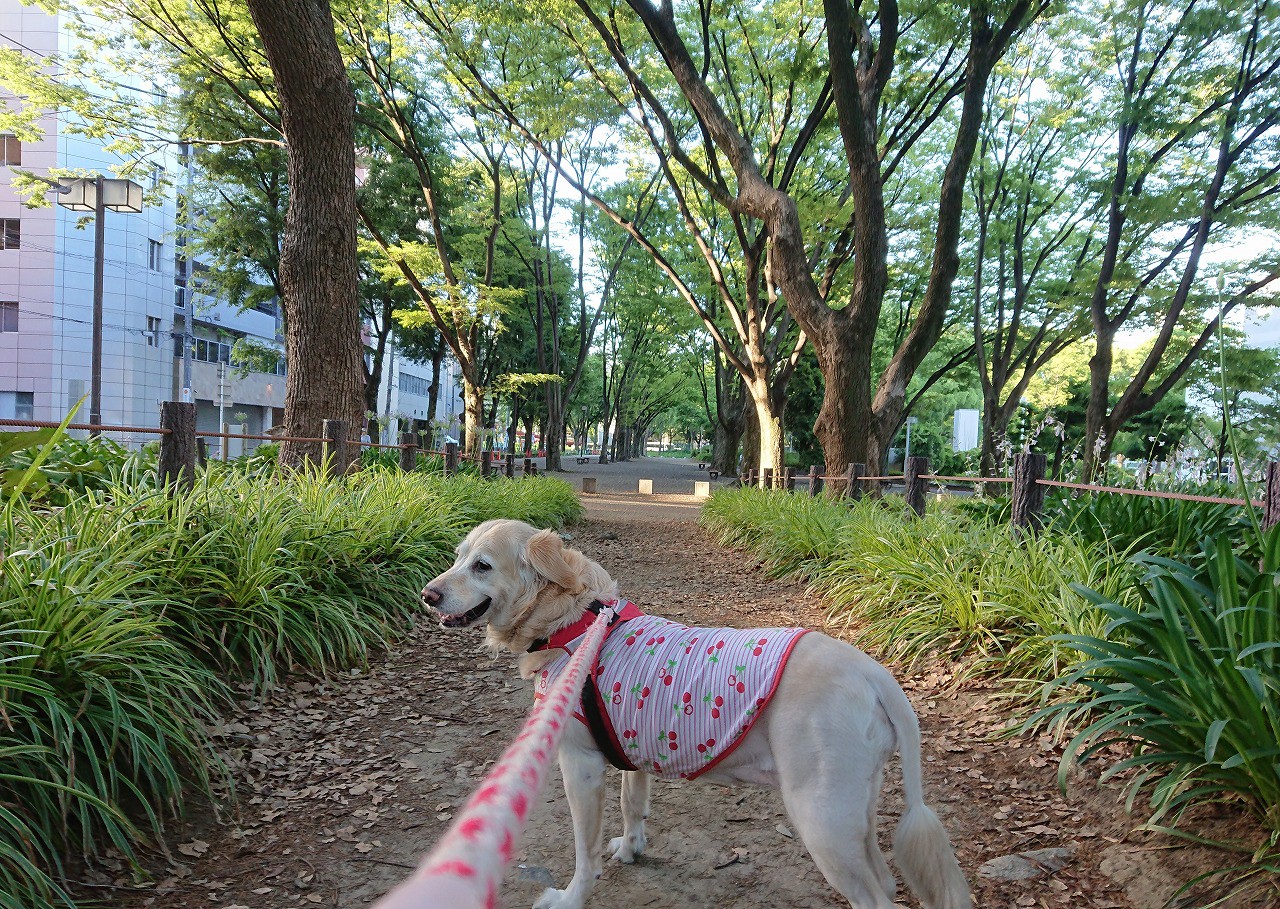 愛と光のブログ 愛と光のブログ