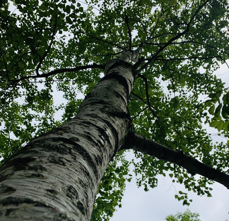 白樺樹皮採取作業してます Shirakaba No Tane