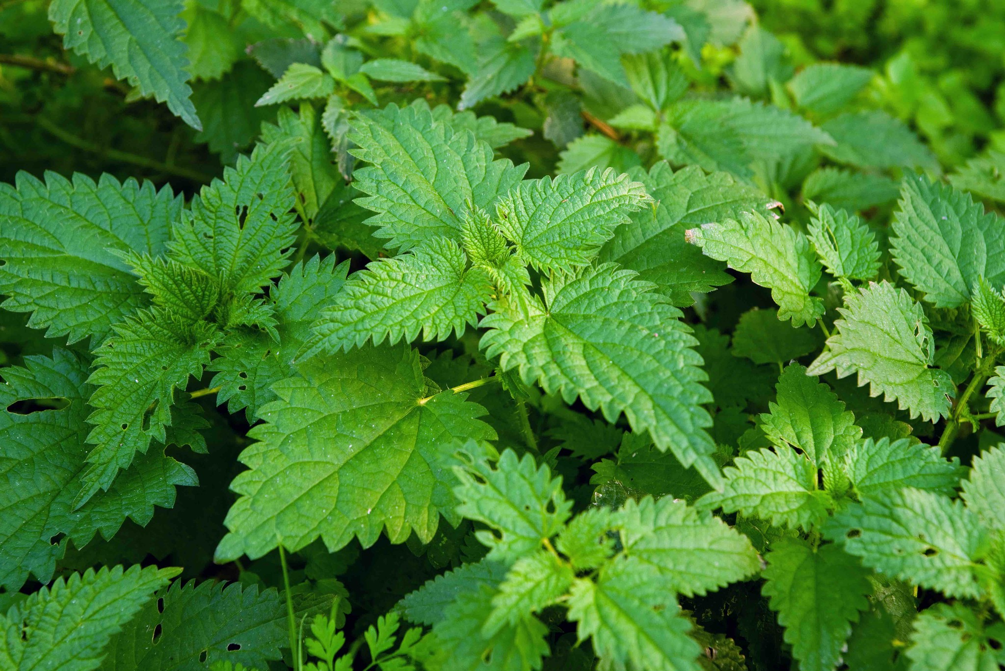 ヴィクトル ユーゴーとヒルデガルトに愛用されていた薬草の話 Mon Jardin Secret Japan ヴィクトル ユーゴーとヒルデガルトに愛用されていた薬草の話 Mon Jardin Secret Japan