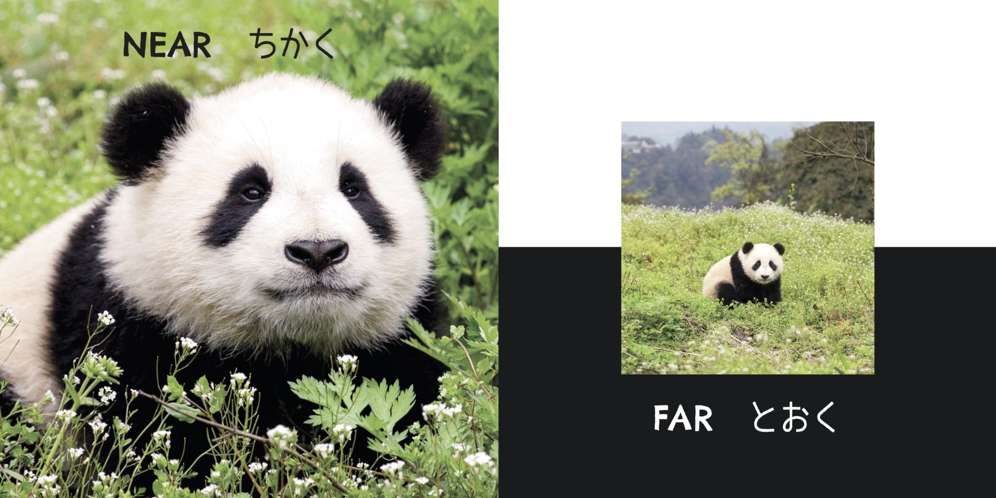 絵本のご紹介 パンダ はんたいことば Irodori2019 セレクト