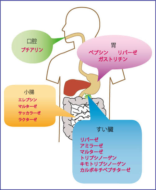 消化酵素 ssc self support club