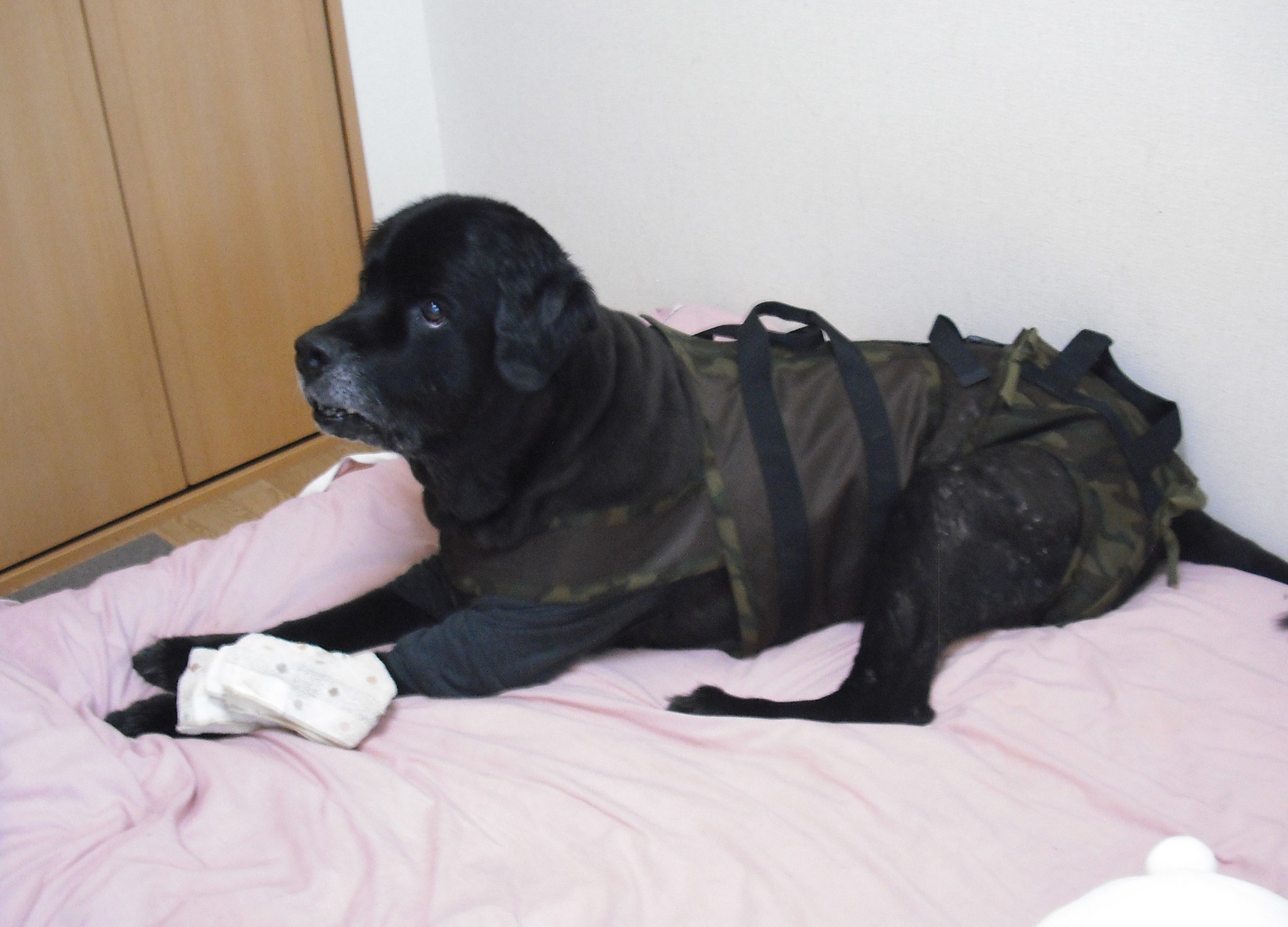 超大型犬の介護ハーネスとオムツカバー 老犬介護kenken 超大型犬の介護ハーネスとオムツカバー 老犬介護kenken