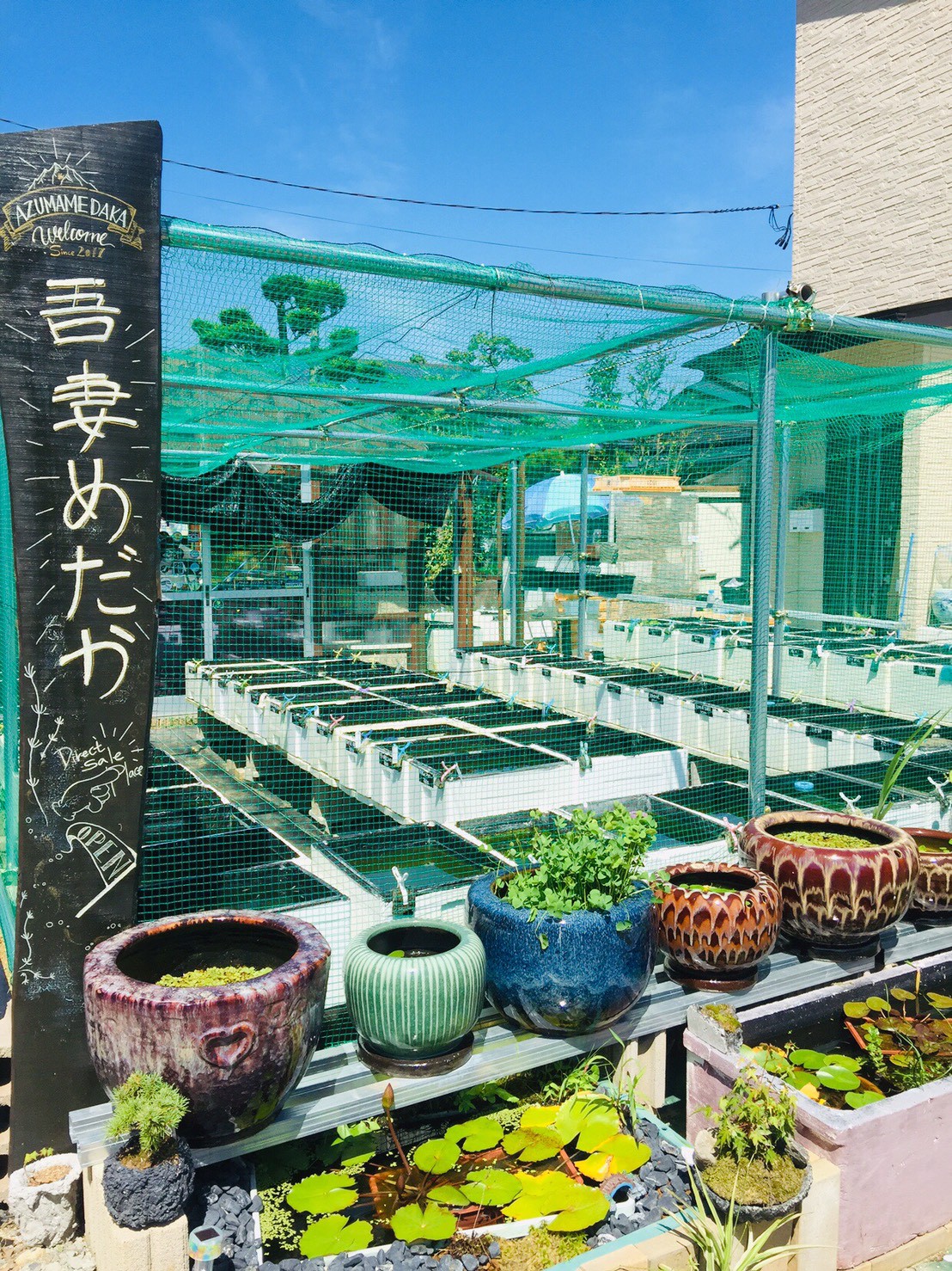 吾妻めだか飼育販売所 Azumamedaka Fukushima