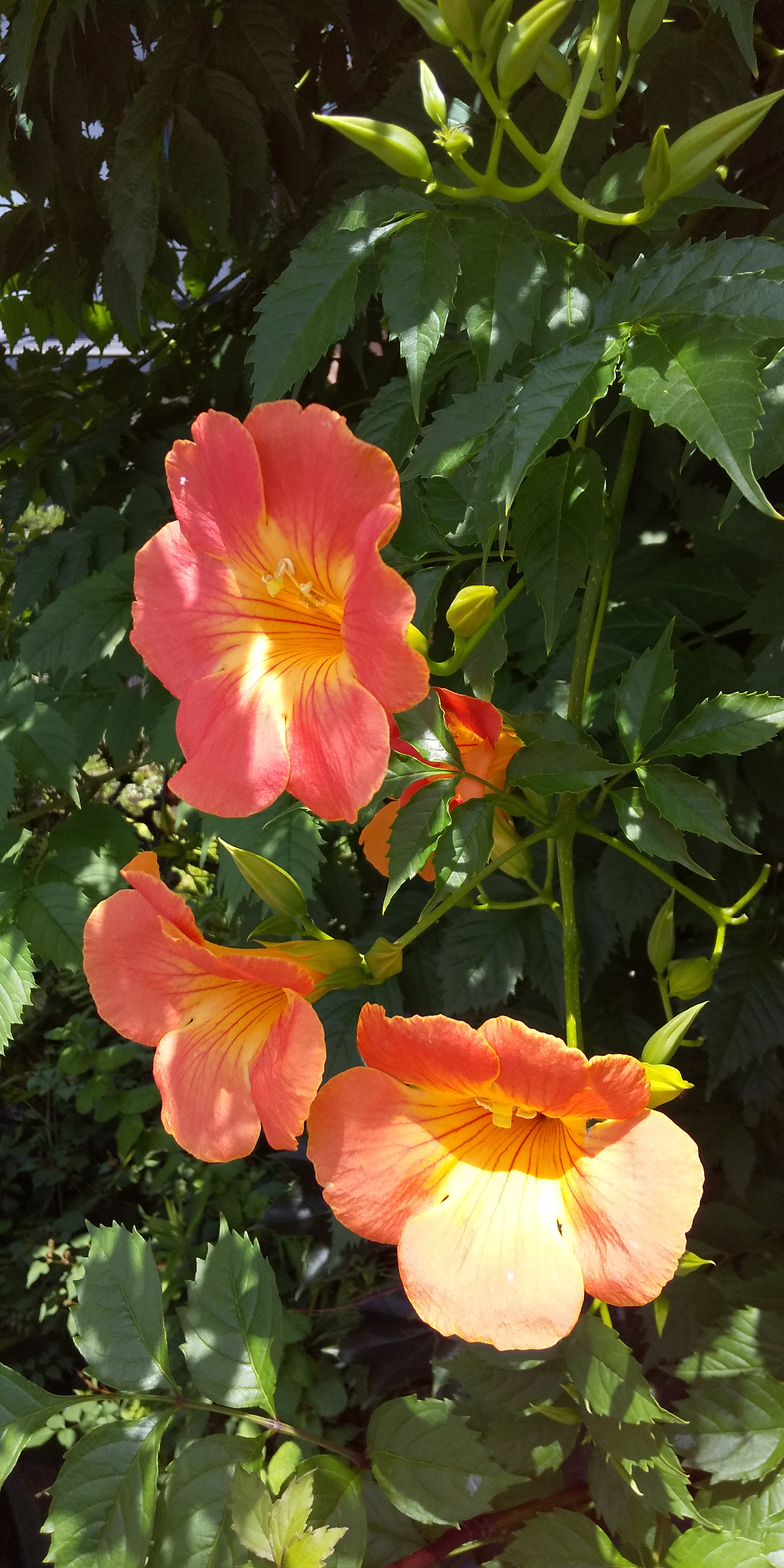 蜜源花 その2 毒花 岐阜日本みつばちプロジェクト