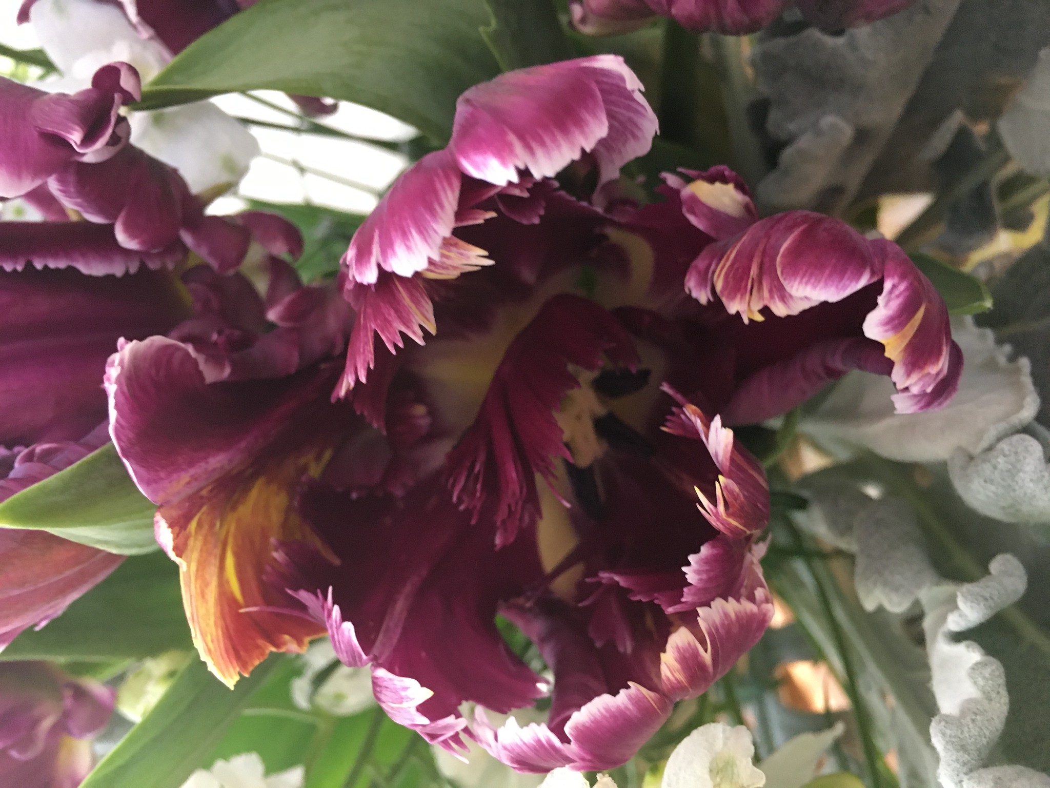 ドライフラワーに向いてる春の花 ベスト5 | ナチュラル、アンティークのドライフラワーリースoriori