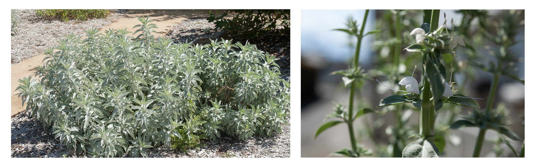 O D A Herb Farmのご案内 O D A Herb Farm O D A Herb Farmのご案内 O D A Herb Farm