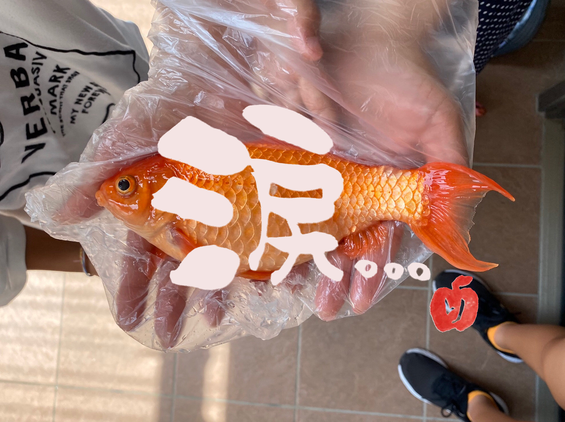 生き物を飼うということ 金魚の死から考えること 出産祝いおむつケーキ シンプルおむつケーキ和風 命名書おむつケーキ通販 りんごのまんま