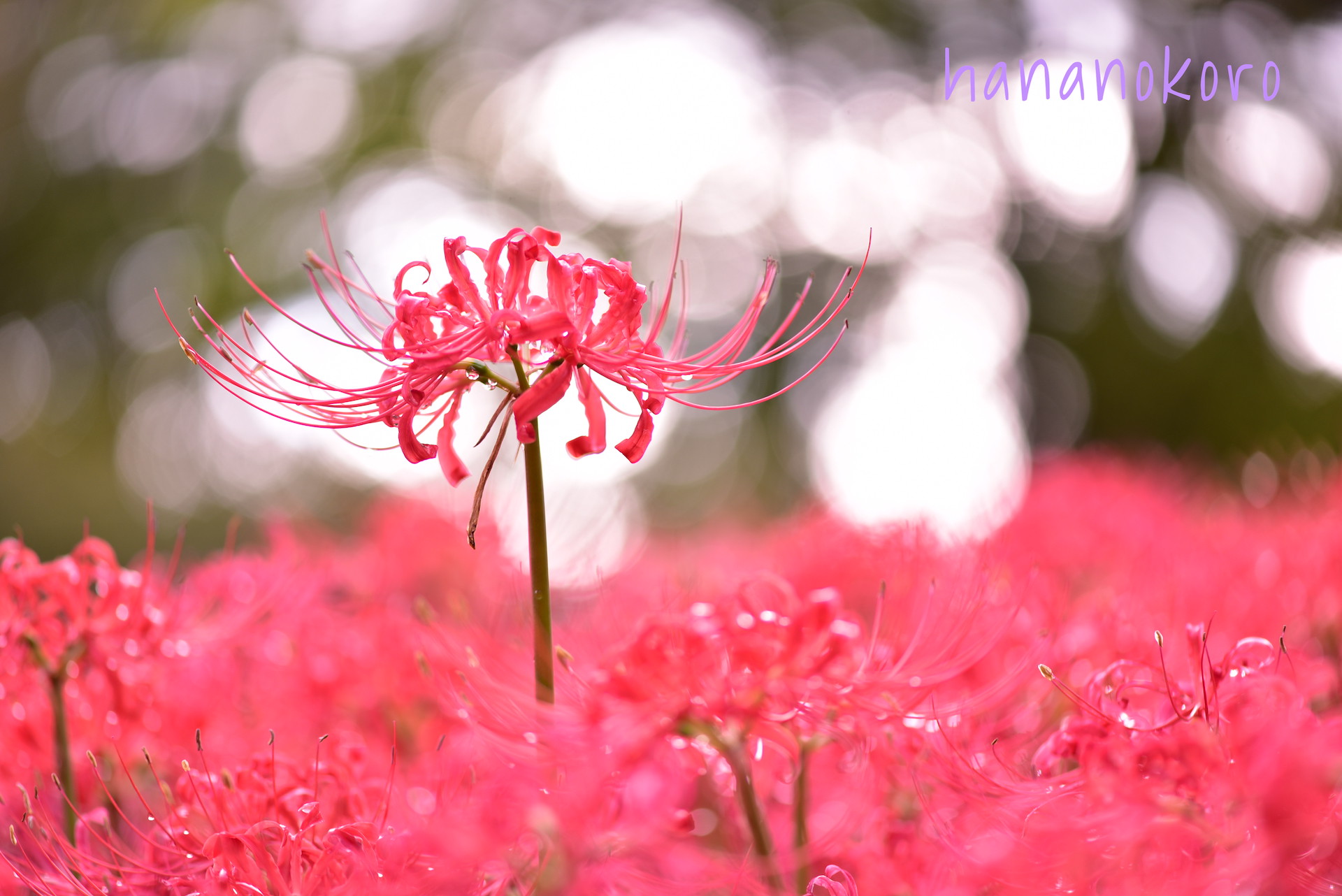 花言葉フォトギャラリー11 ヒガンバナ Red Spider Lily 障がい者が描く花イラストの雑貨販売 Hananokoro はなのころ