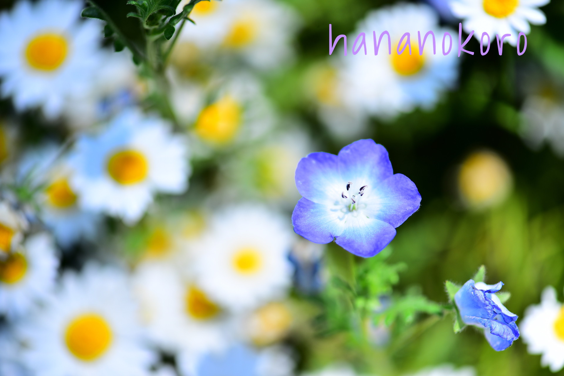 すべての美しい花の画像 驚くばかり花 言葉 ネモフィラ すべての美しい花の画像 驚くばかり花 言葉 ネモフィラ