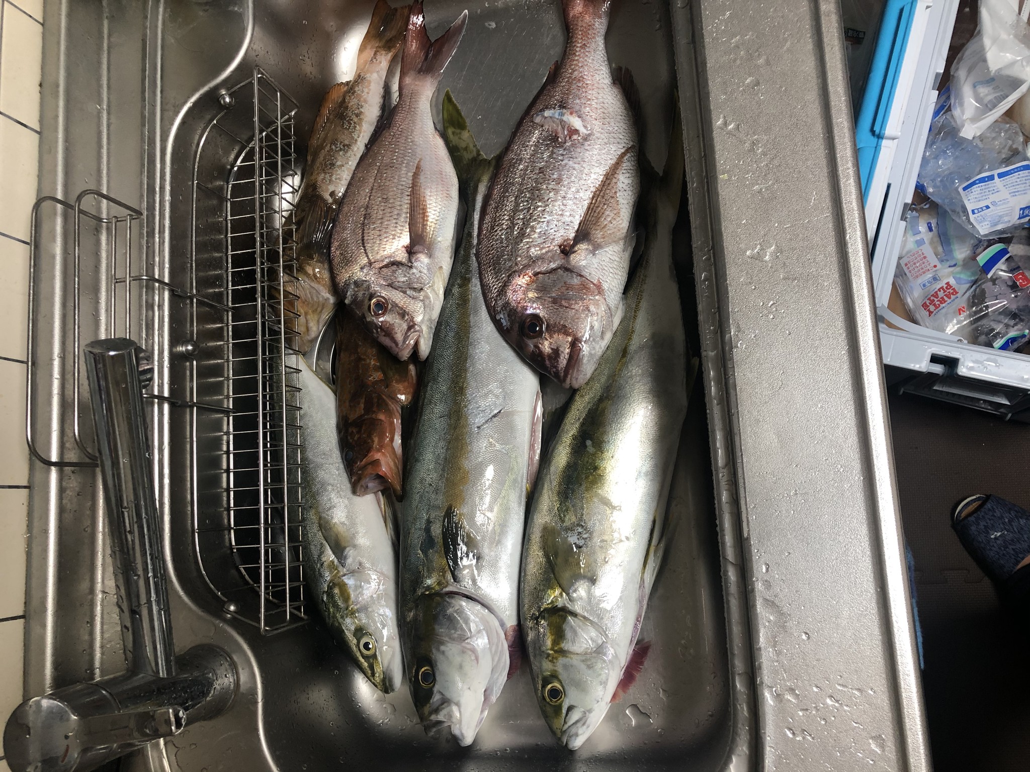 自分の銛でヒラマサと真鯛取ったよ 魚突き 手銛販売 手銛通販 M M手銛 手銛 販売 自分の銛でヒラマサと真鯛取ったよ 魚突き 手銛販売 手銛通販 M M手銛 手銛 販売